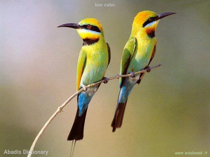 bee eater
